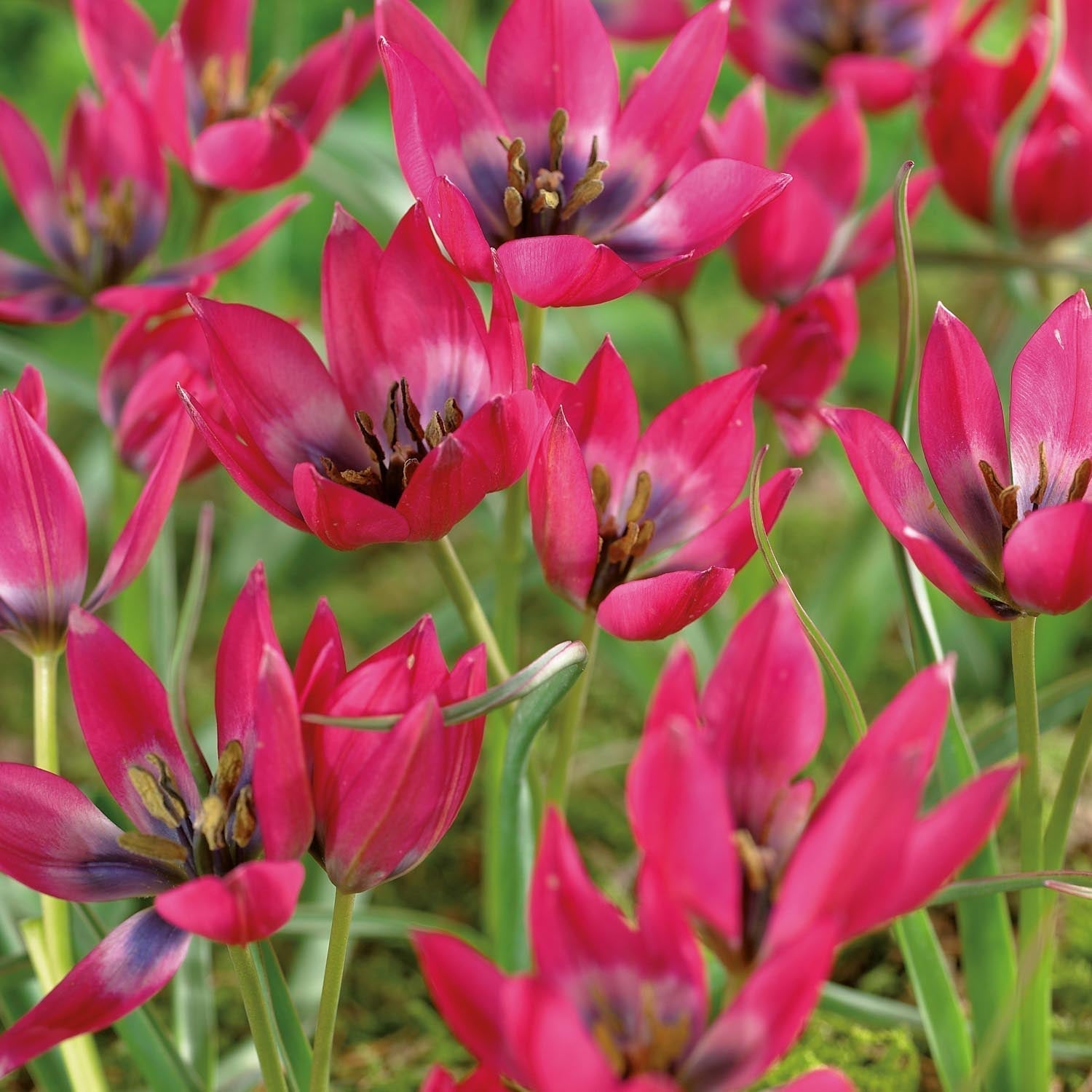 Tulpan 'Little Beauty'