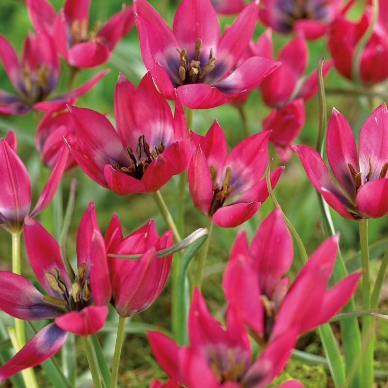Tulpan 'Little Beauty'
