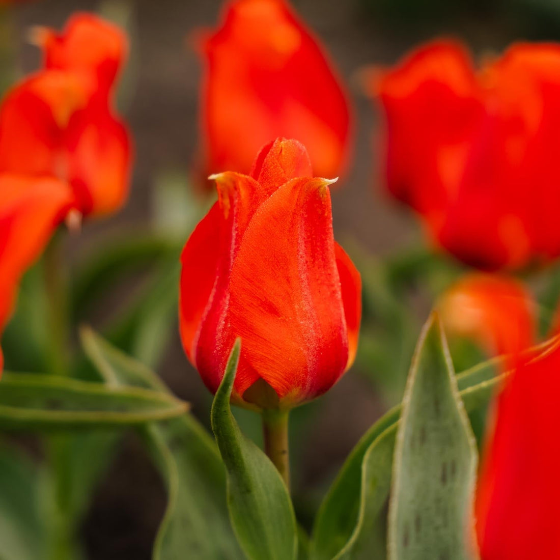 Tulpan 'Mira Mare'