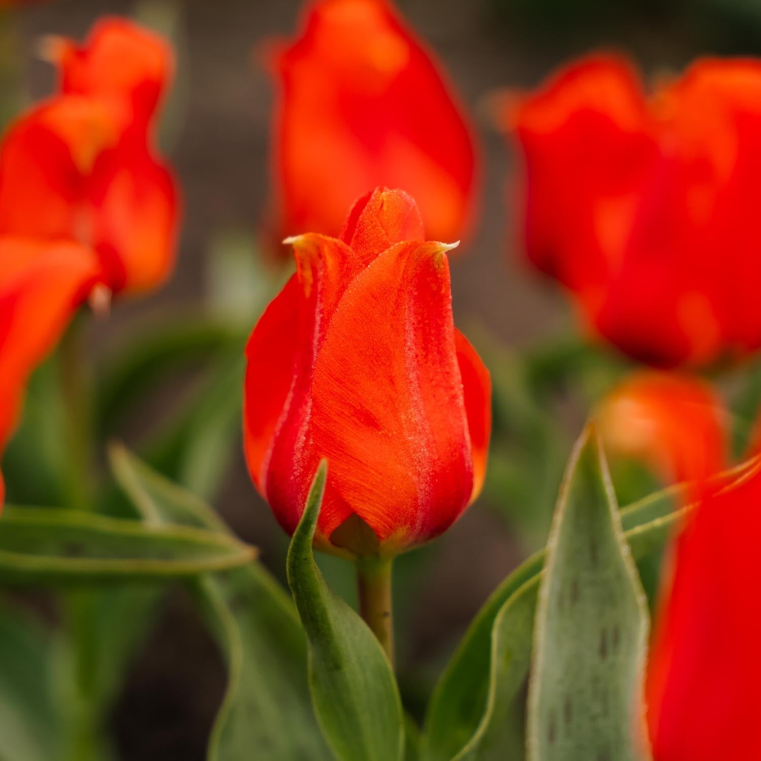 Tulpan 'Mira Mare'