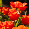 Tulpan 'Mira Mare'
