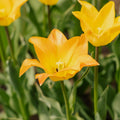 Tulpan 'Moonblush'