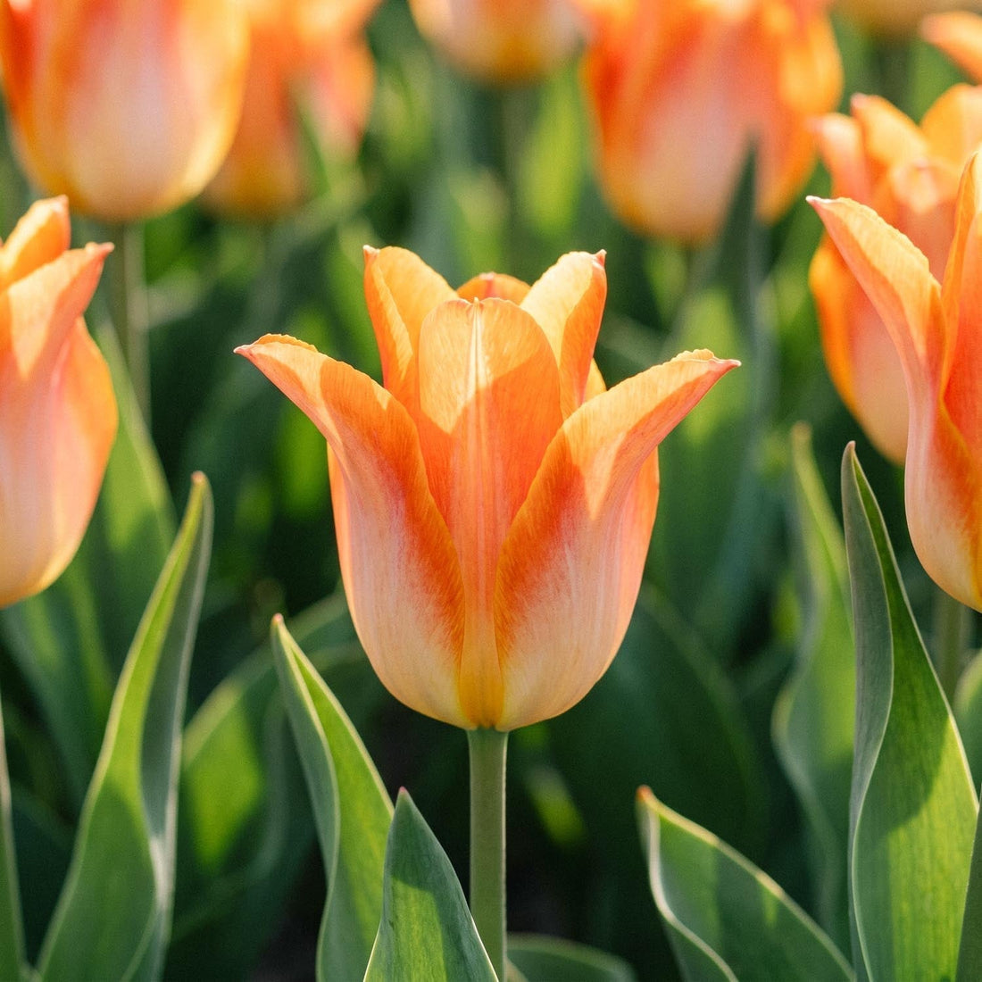 Tulpan 'Moonblush'