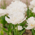 Tulpan 'Mount Tacoma'