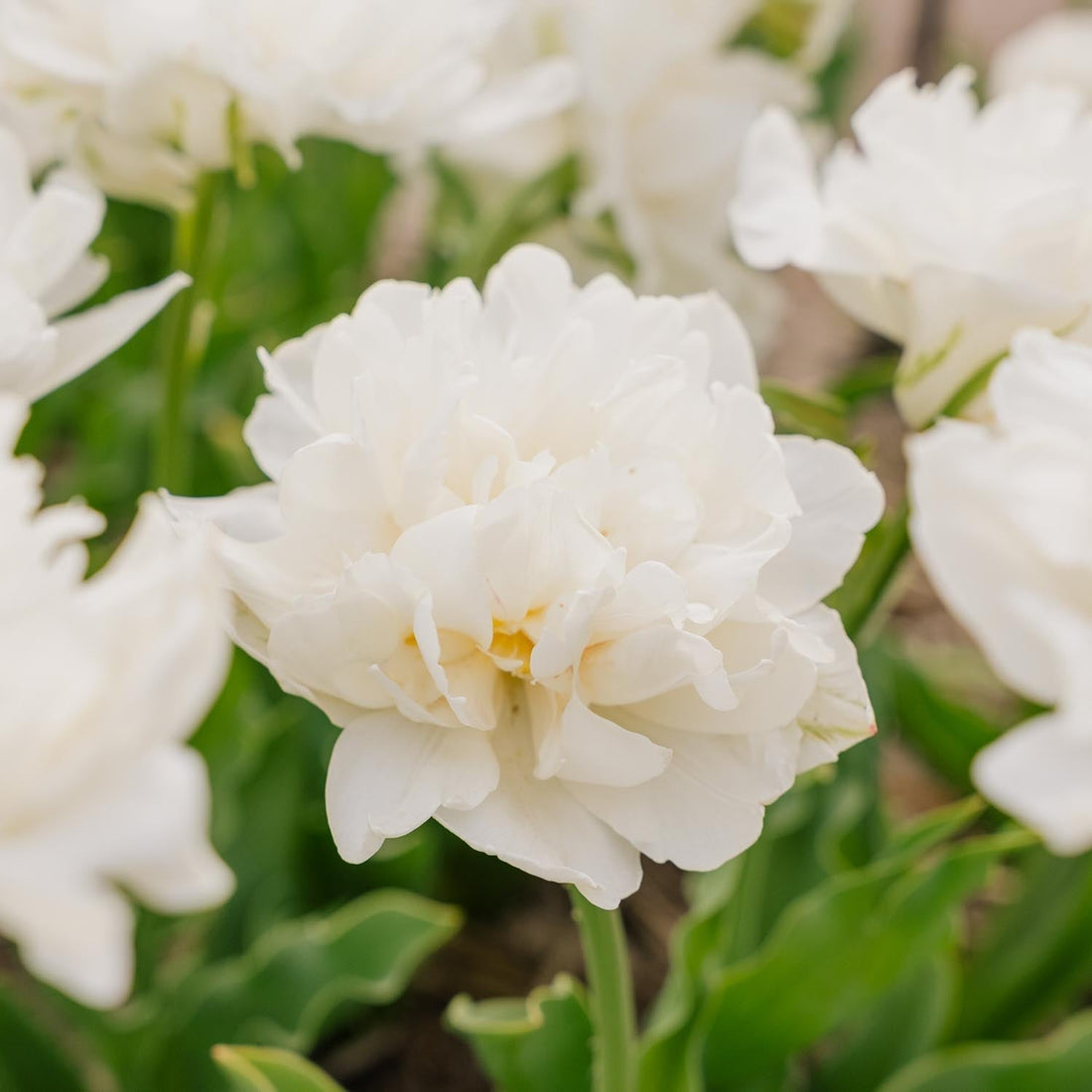 Tulpan 'Mount Tacoma'