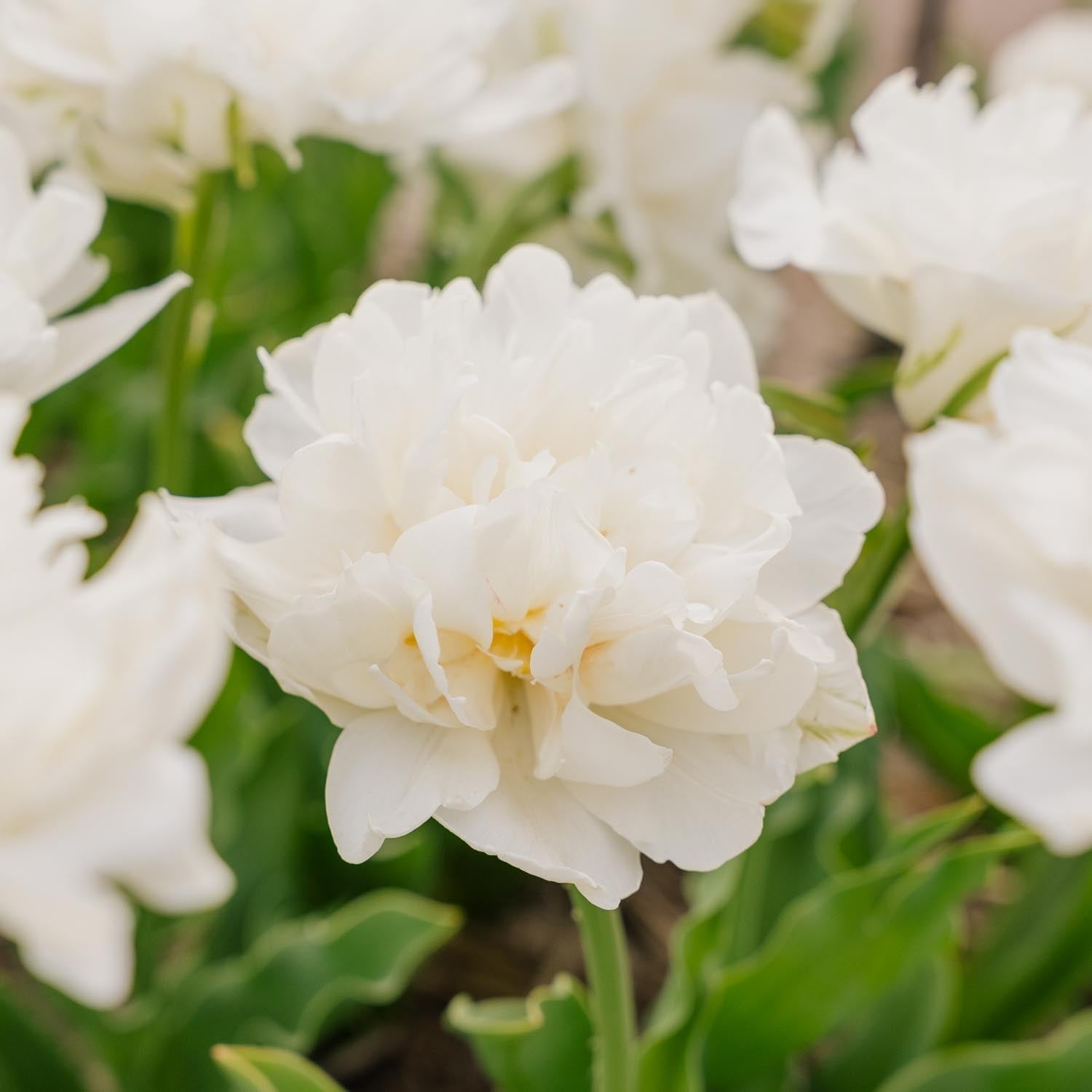 Tulpan 'Mount Tacoma'
