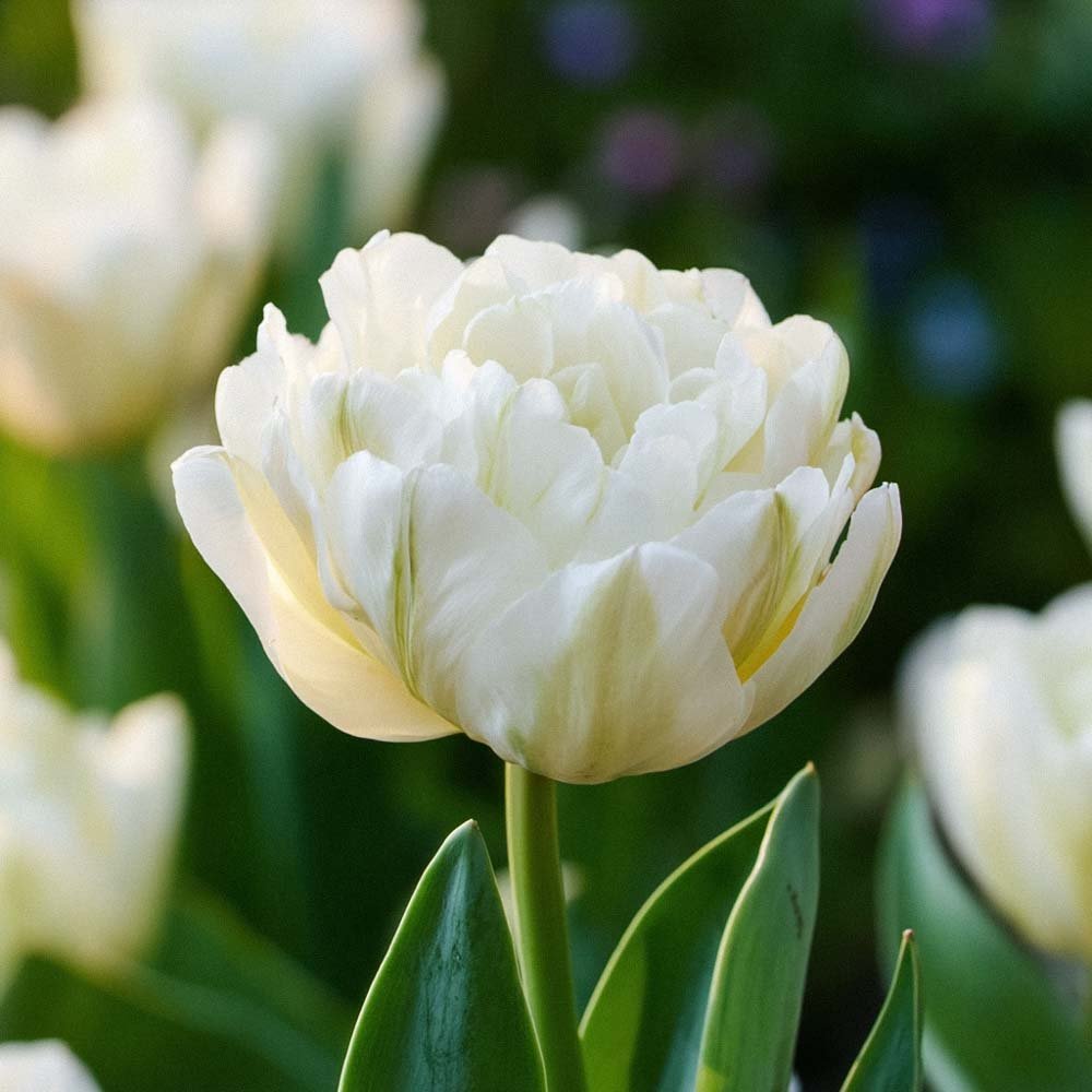 Tulpan 'Mount Tacoma'