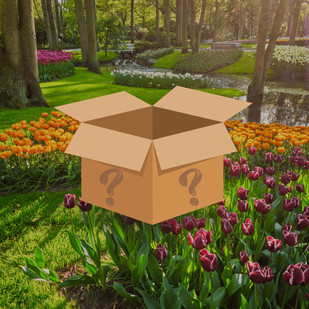 Tulpan Mystery Box