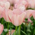 Tulpan 'Mystic van Eijk'