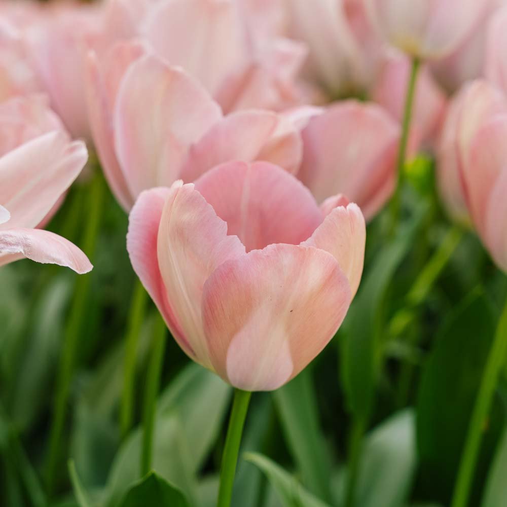 Tulpan 'Mystic van Eijk'