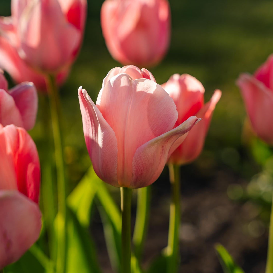 Tulpan 'Mystic van Eijk'