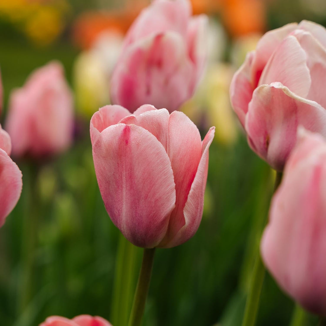 Tulpan 'Mystic van Eijk'