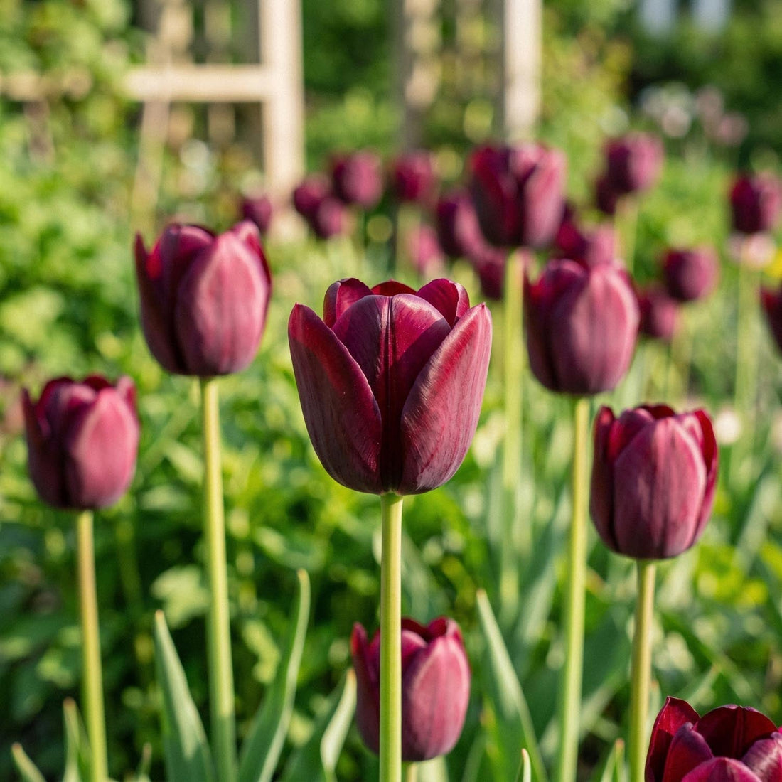 Tulpan 'National Velvet'