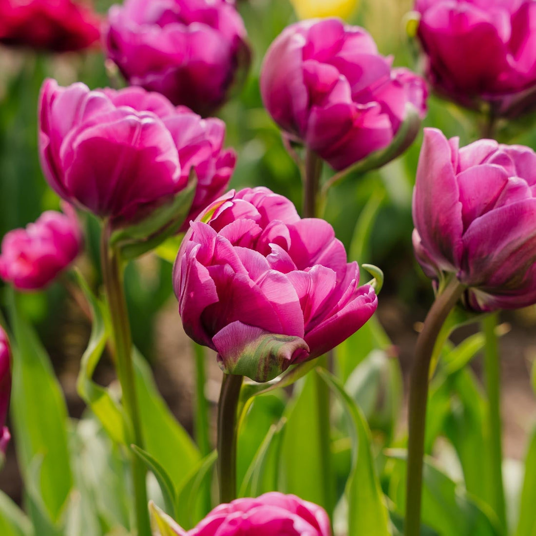 Tulpan 'Negrita Double'
