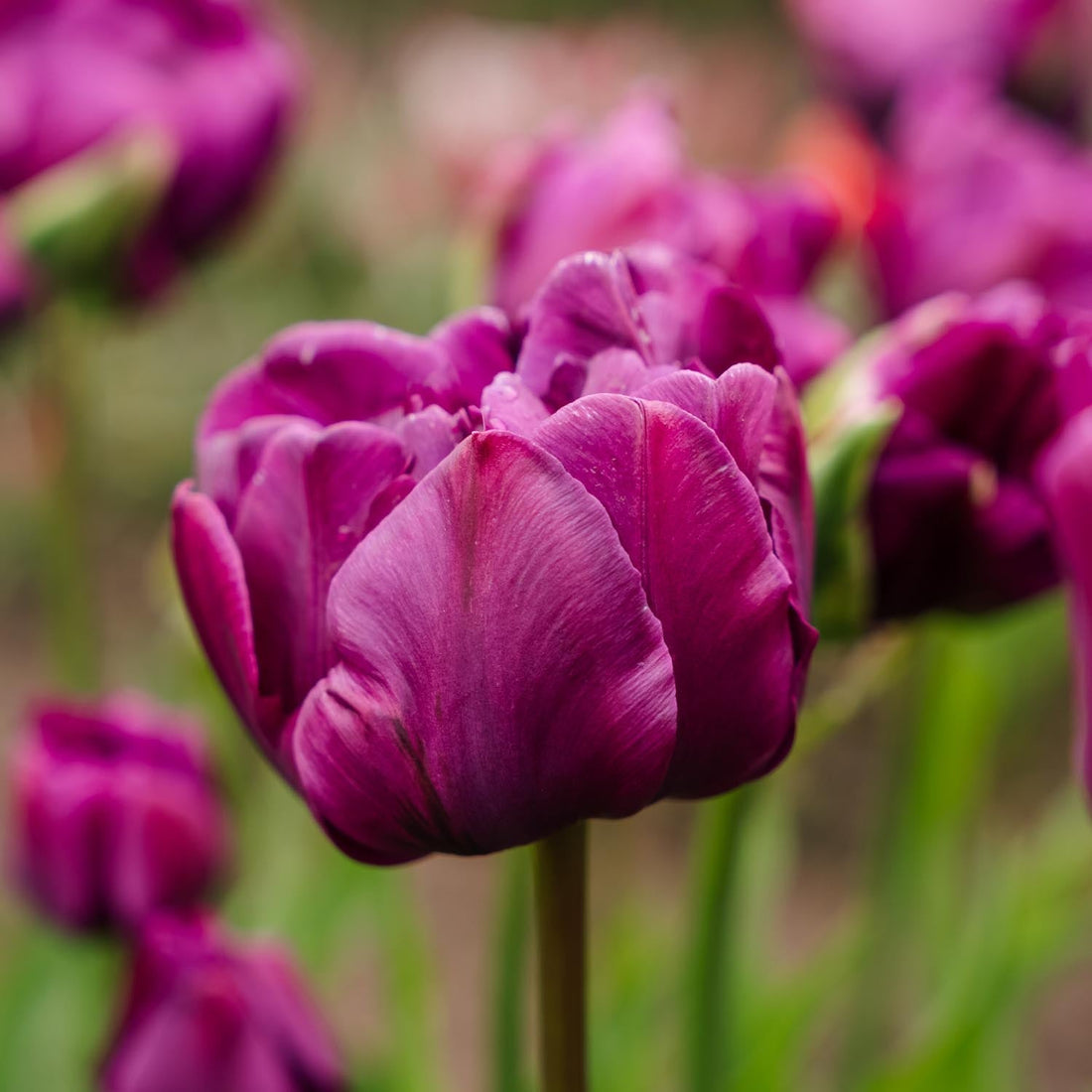 Tulpan 'Negrita Double'