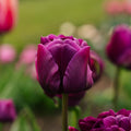 Tulpan 'Negrita Double'