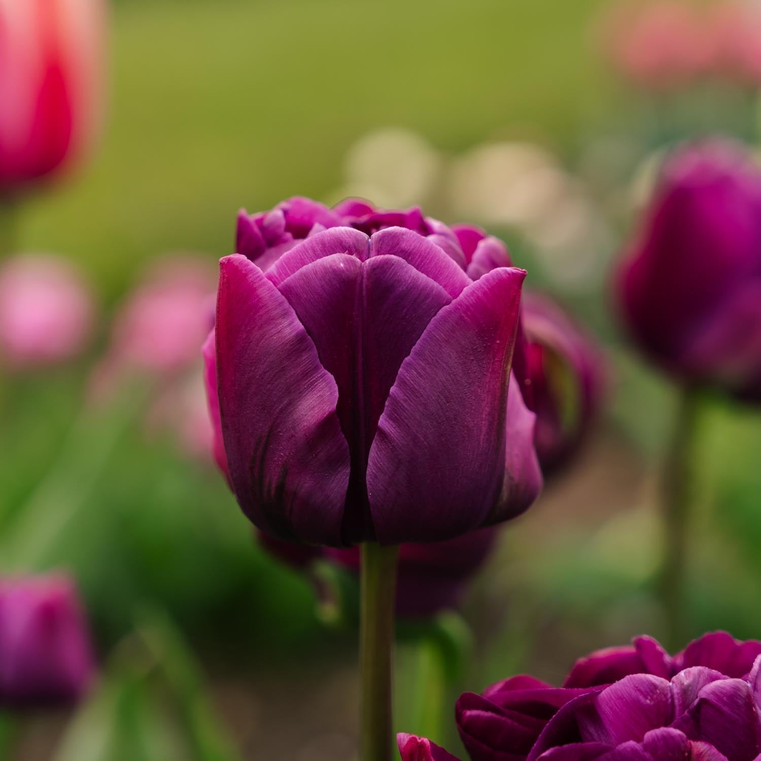 Tulpan 'Negrita Double'