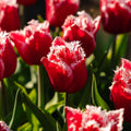 Tulpan 'New Santa'