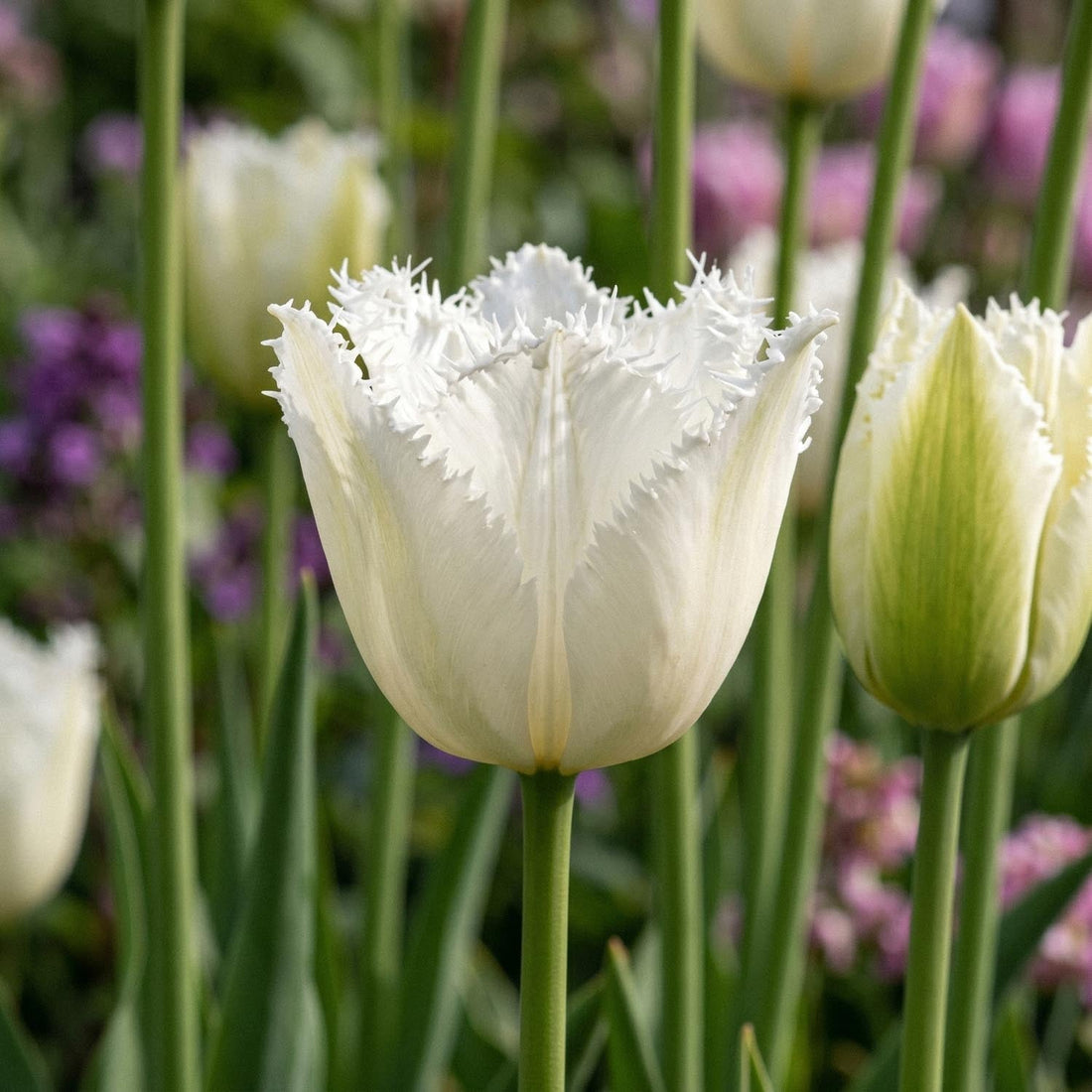 Tulpan 'Noordeinde'