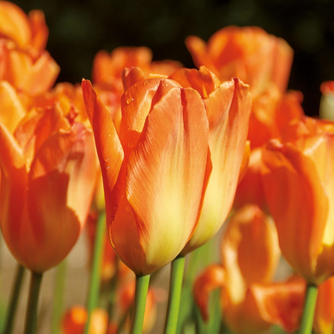 Tulpan 'Orange Emperor'