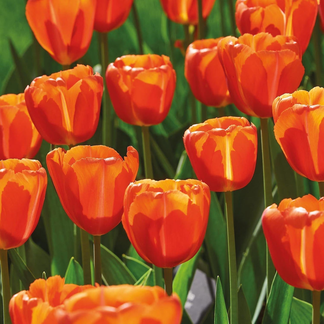 Tulpan 'Orange Flavor'