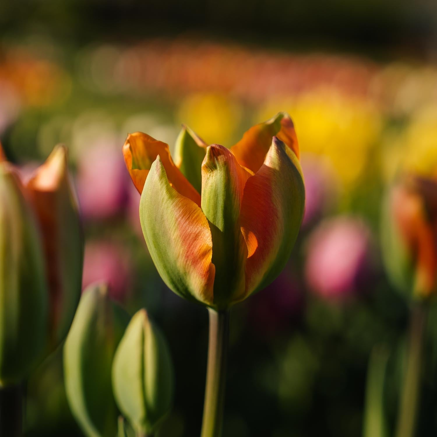 Tulpan 'Orange Marmelade'