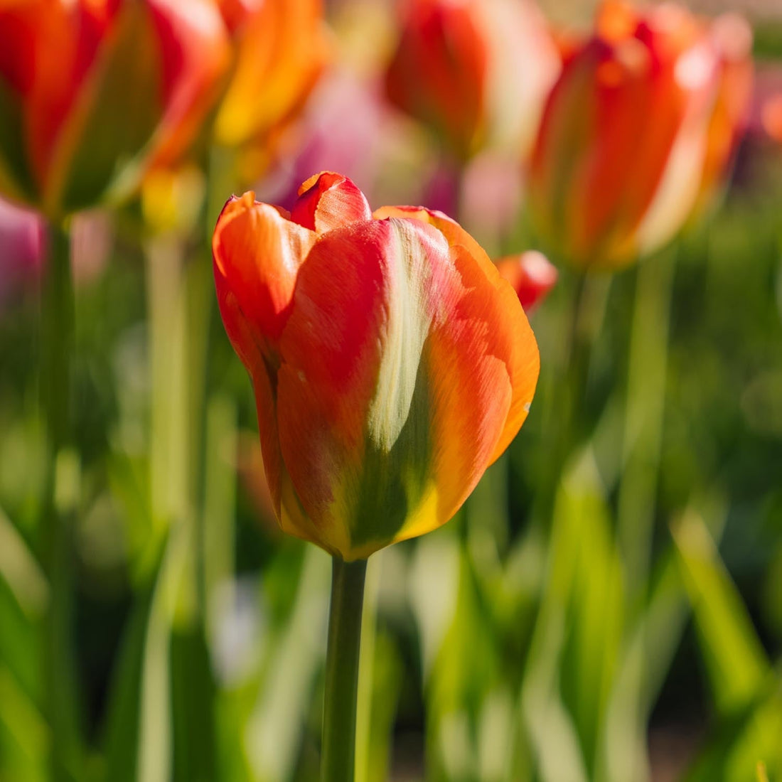 Tulpan 'Orange Marmelade'