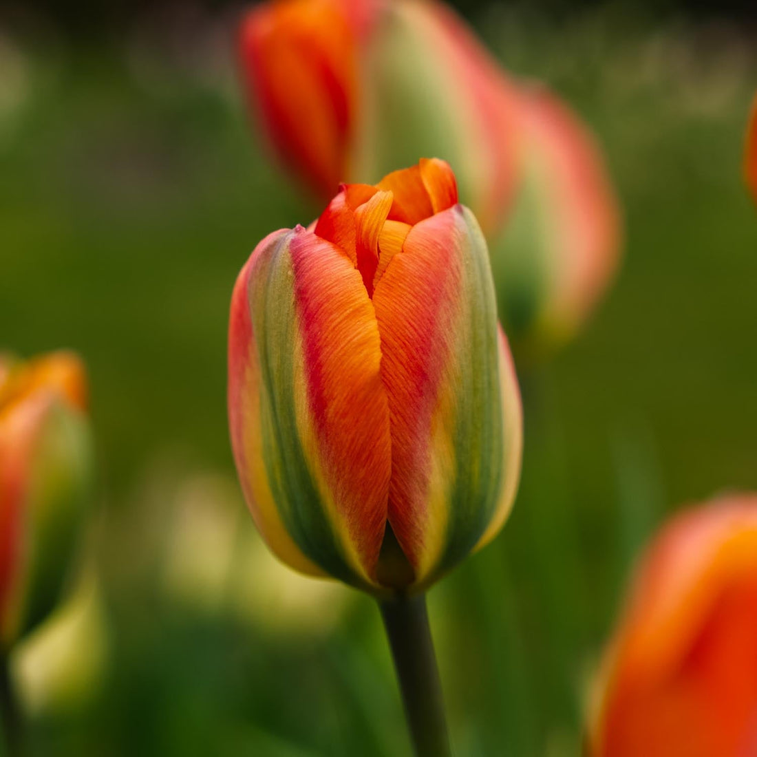 Tulpan 'Orange Marmelade'
