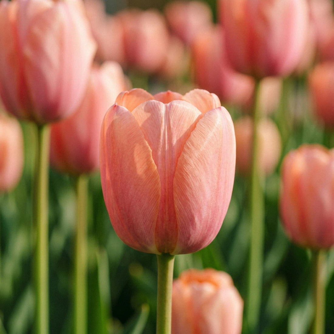 Tulpan 'Orange Pride'