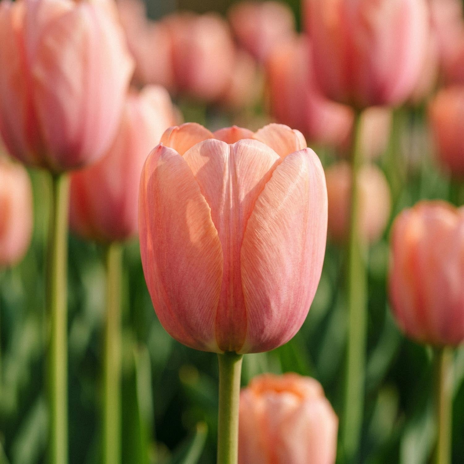 Tulpan 'Orange Pride'