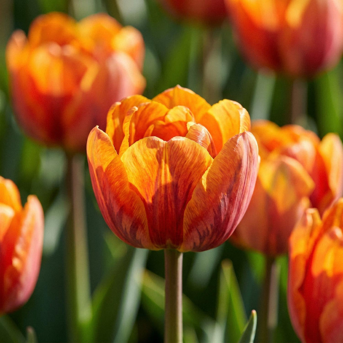 Tulpan 'Orange Princess'