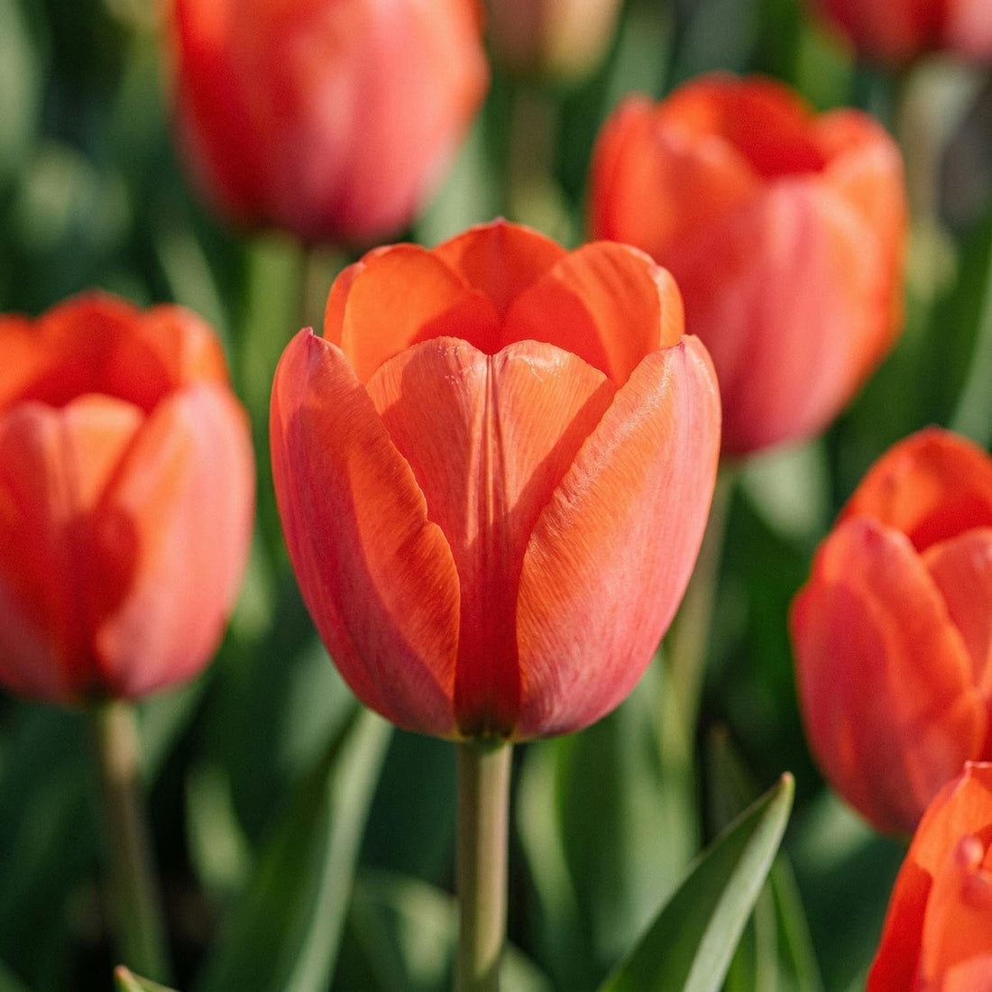 Tulpan 'Orange van Eijk'