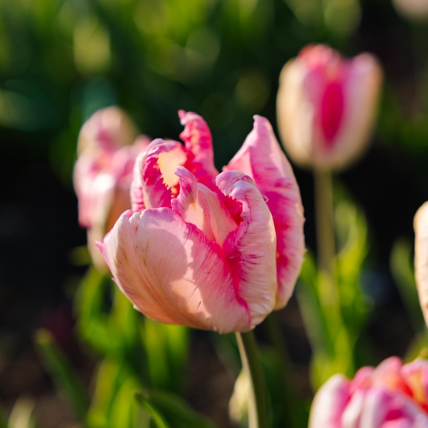 Tulpan 'Parrot Pink Vision'