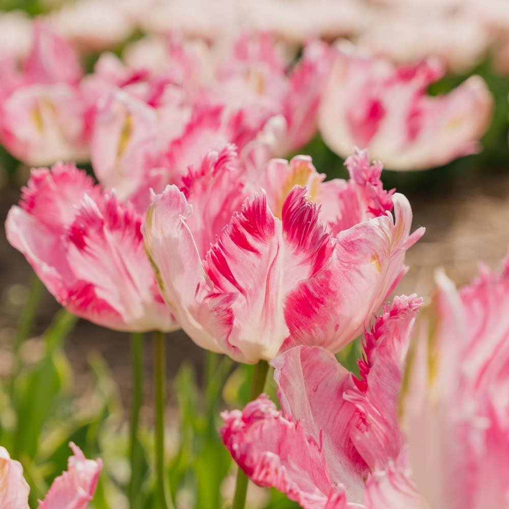 Tulpan 'Parrot Pink Vision'