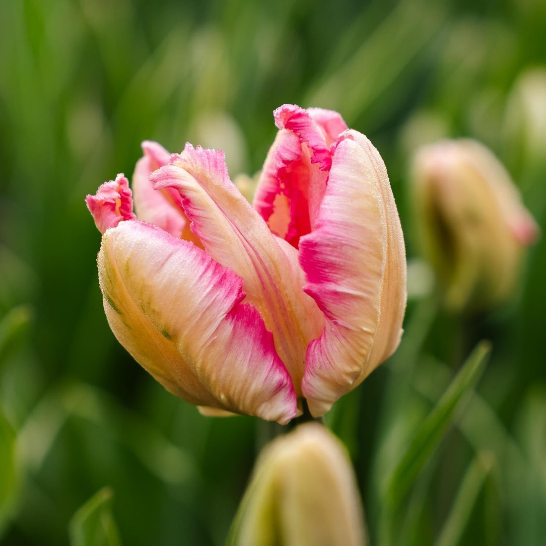 Tulpan 'Parrot Pink Vision'