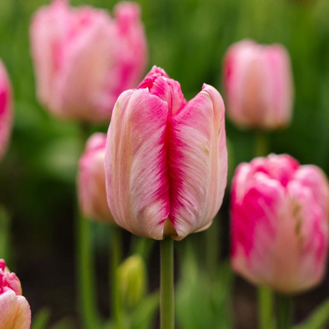 Tulpan 'Parrot Pink Vision'