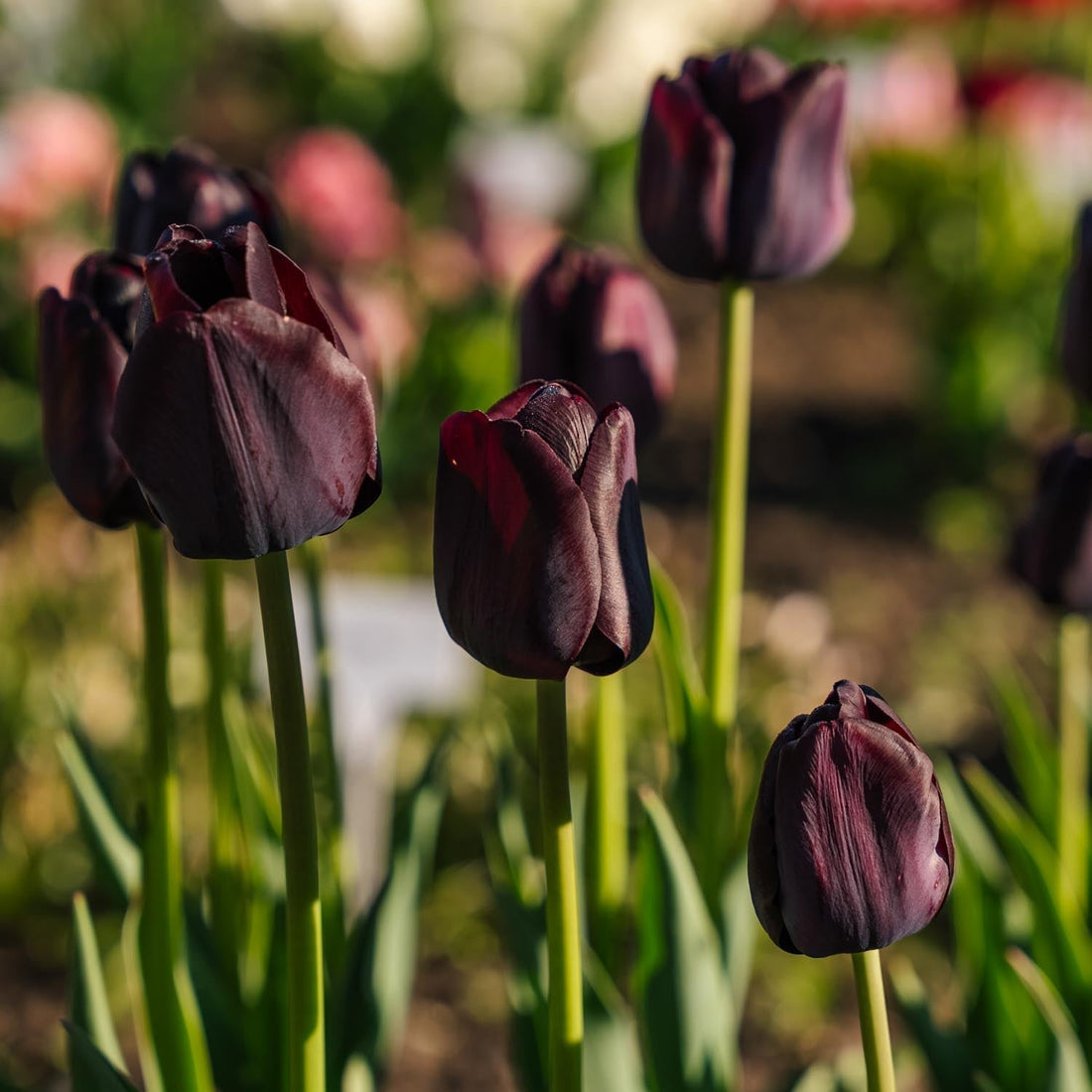 Tulpan 'Paul Scherer'