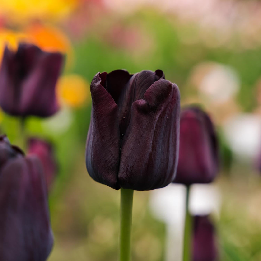 Tulpan 'Paul Scherer'