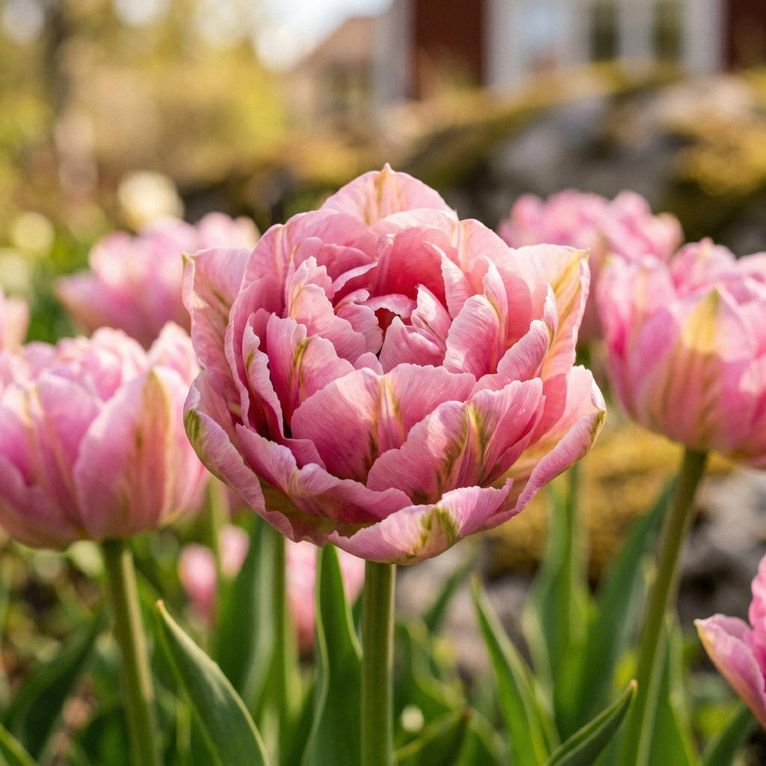 Tulpan 'Peach Blossom'