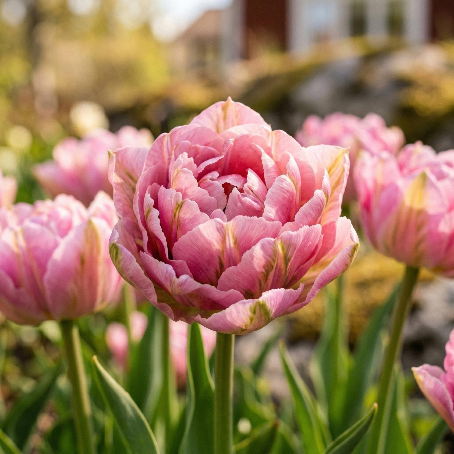 Tulpan 'Peach Blossom'