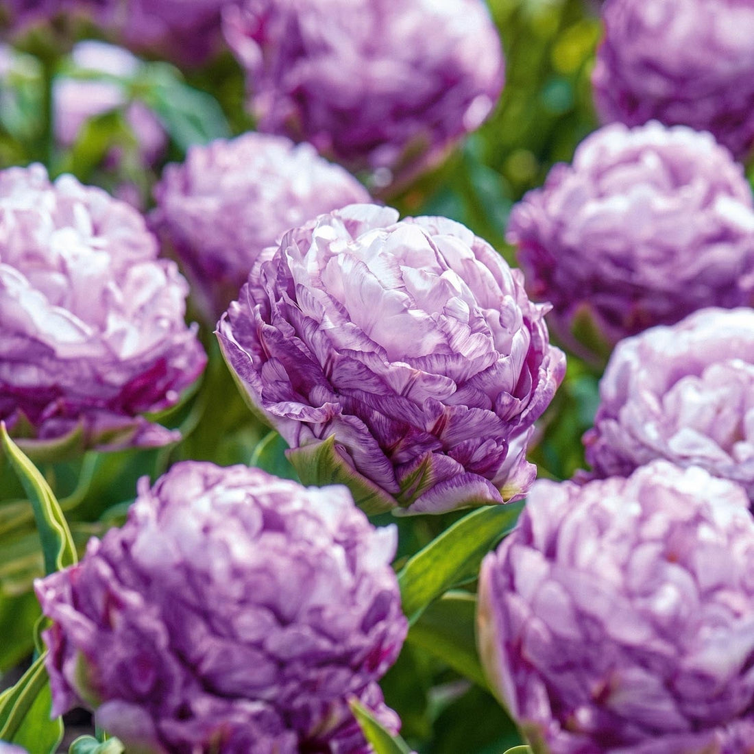 Tulpan 'Peggy Wonder'
