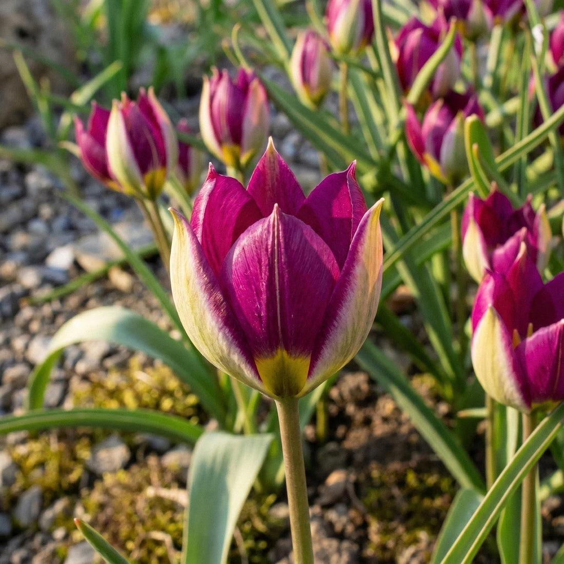 Tulpan 'Persian Pearl'