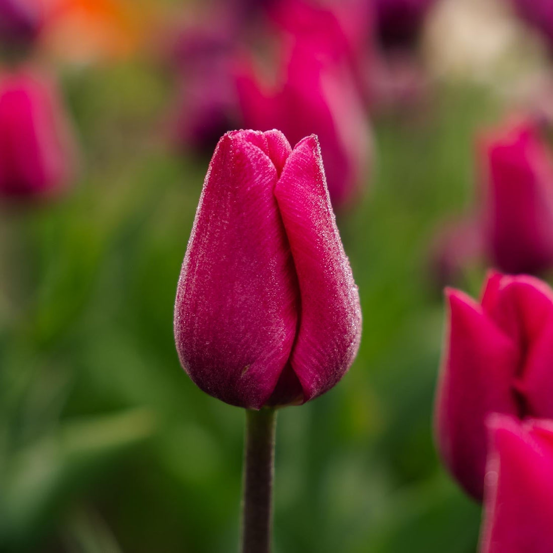 Tulpan 'Pink Ardour'