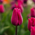 Tulpan 'Pink Ardour'