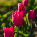 Tulpan 'Pink Ardour'