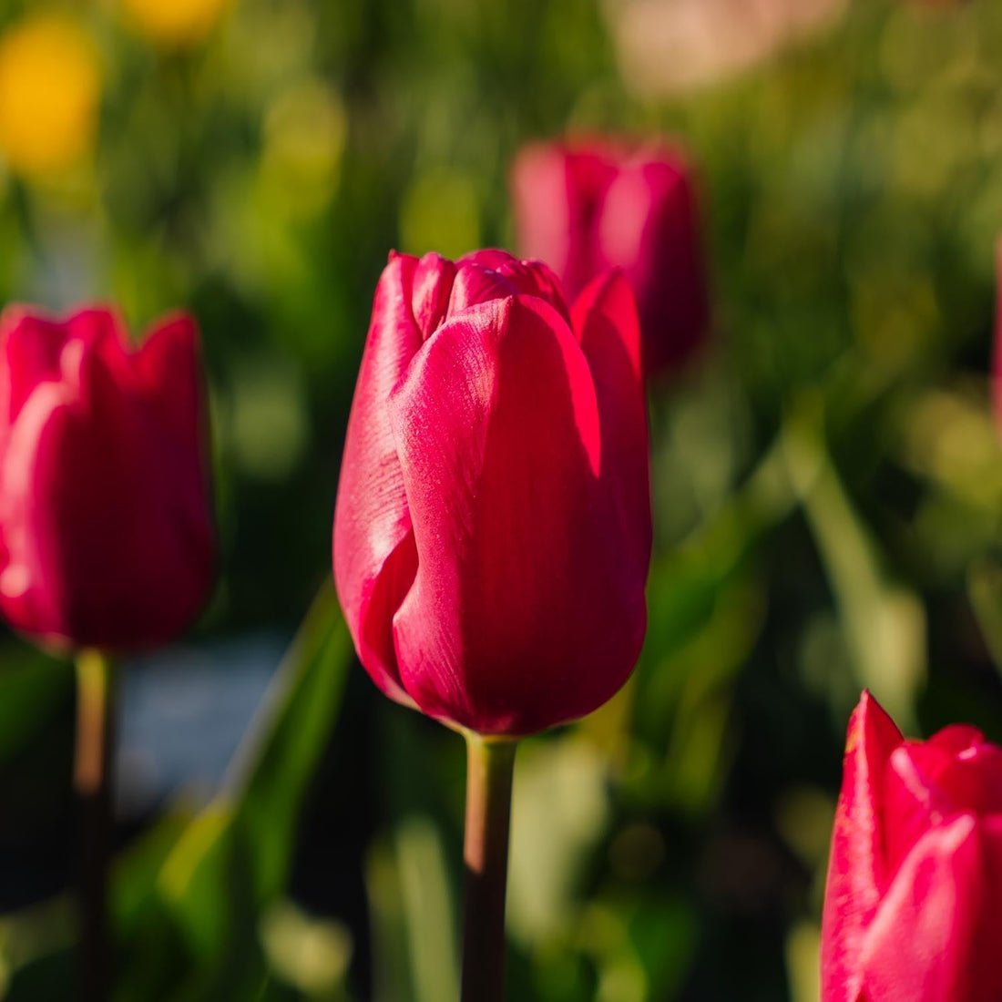 Tulpan 'Pink Ardour'