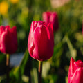 Tulpan 'Pink Ardour'