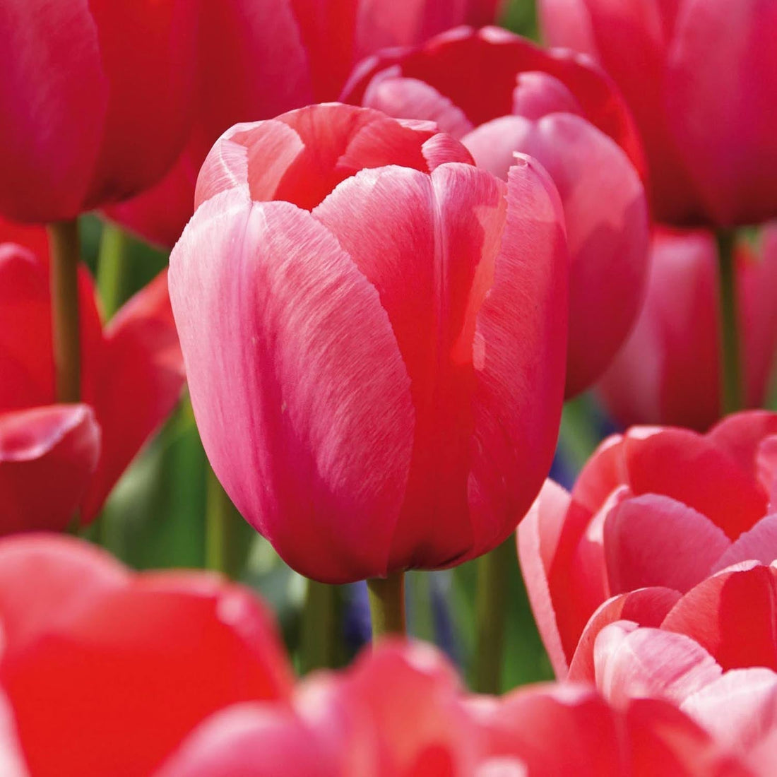 Tulpan 'Pink Impression'
