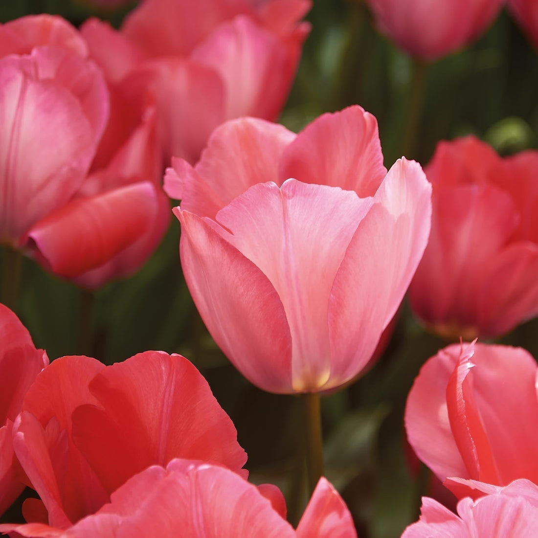 Tulpan 'Pink Sound'