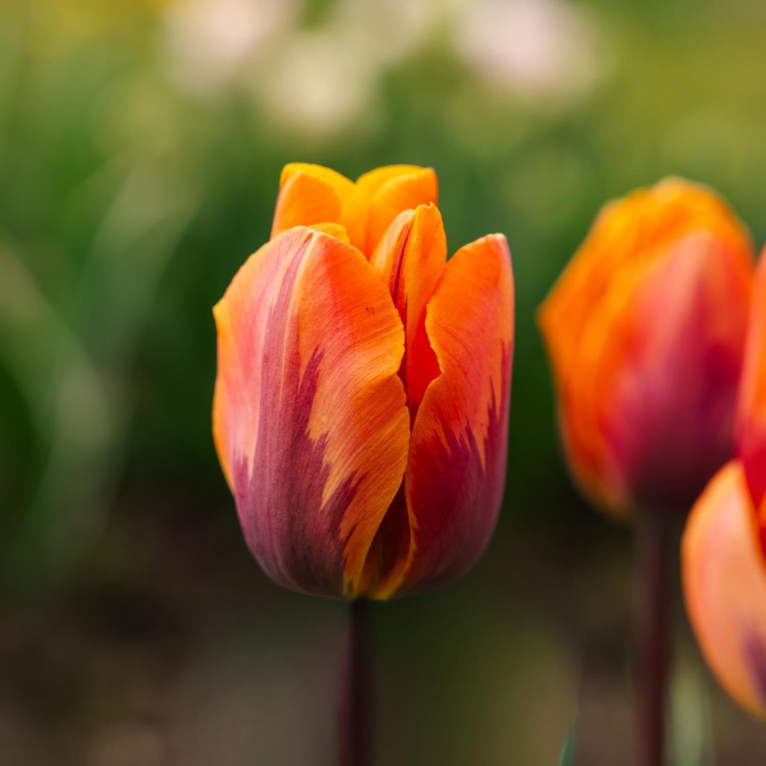 Tulpan 'Princess Irene'
